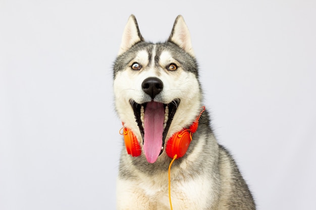 Beau chien huskies avec un casque chante une chanson isolée sur blanc