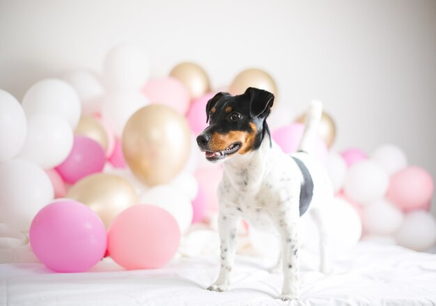 Beau chien jack russel terrier avec de nombreux ballons sur fond blanc