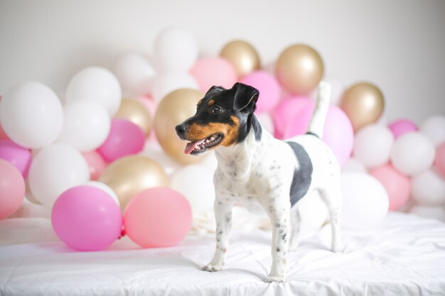 Beau chien jack russel terrier avec de nombreux ballons sur fond blanc