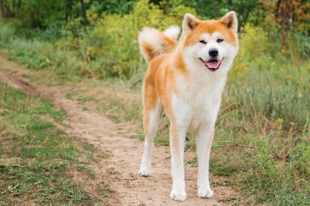 Beau chien japonais mâle Akita inu