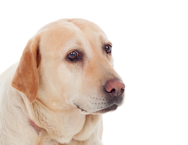 Beau chien labrador doré