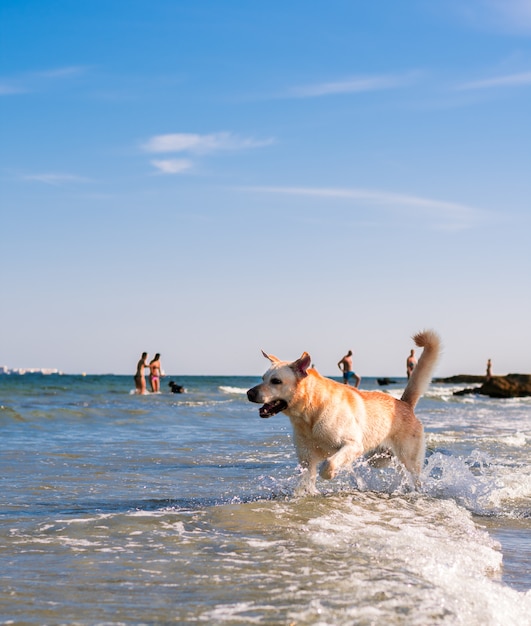 Beau chien labrador s&#39;amuser sur la plage