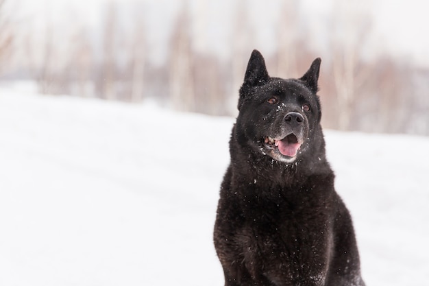 Beau chien noir assis dans la neige sur un champ neigeux en forêt d&#39;hiver