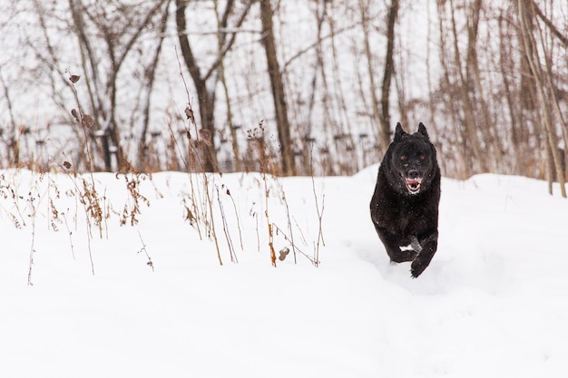 Beau chien noir en cours d&#39;exécution sur un champ neigeux en forêt d&#39;hiver