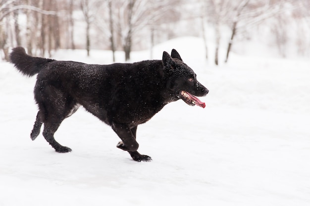 Beau chien noir en cours d&#39;exécution sur un champ neigeux en forêt d&#39;hiver