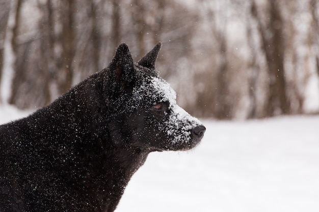 Beau chien noir jouant avec de la neige sur un champ neigeux en forêt d&#39;hiver
