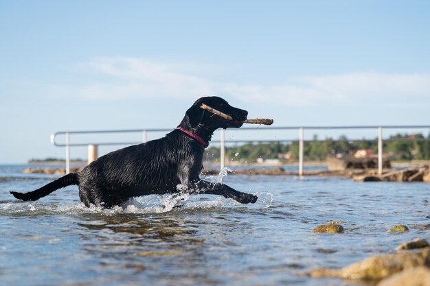 Beau chien noir de labrador retriever allant chercher un bâton de la mer