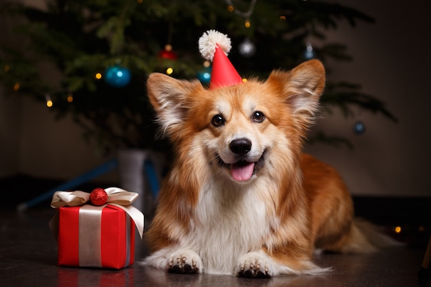 Beau chien pelucheux de corgi de Noël sur le fond de l'arbre de Noël