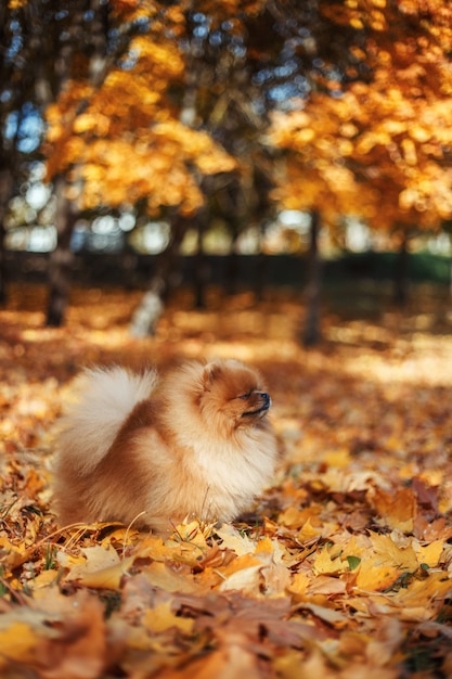 Beau chien de Poméranie dans le parc automne. Chien d'automne. Chien en automne parc