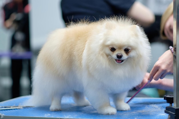 Beau chien poméranien blanc gros plan sur une table dans un salon de soins aux animaux