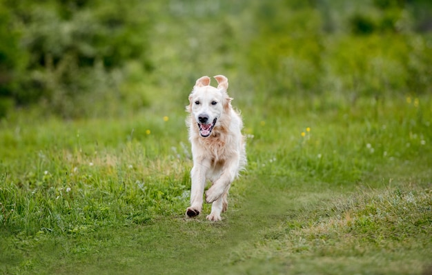 Beau chien qui court sur la nature du printemps