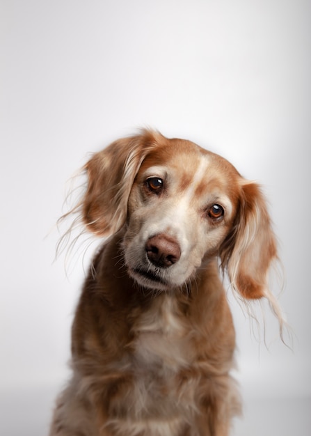 Beau chien de race croisée avec attention isolé contre blanc