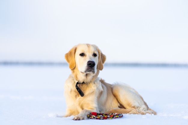 Beau chien reposant sur la neige