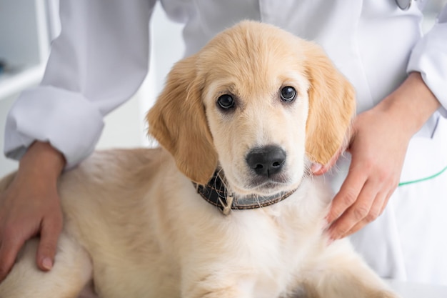 Beau chien retriever