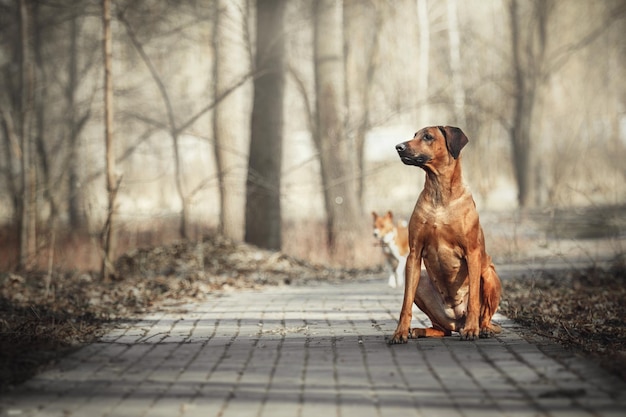 Beau chien rhodesian ridgeback à l'extérieur