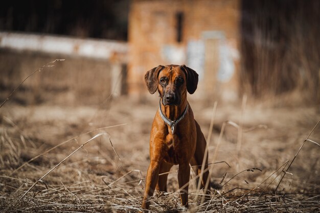 Beau chien rhodesian ridgeback hound à l'extérieur sur une forêt