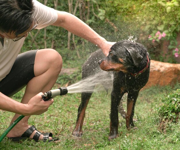 Beau chien rottweiler prenant une douche