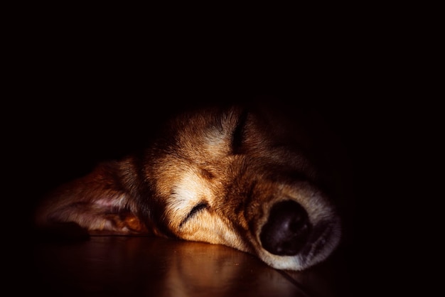 Beau chien rouge allongé sur le sol