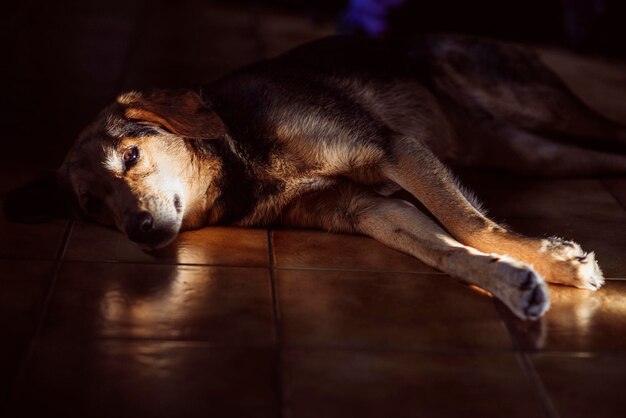 Beau chien rouge allongé sur le sol