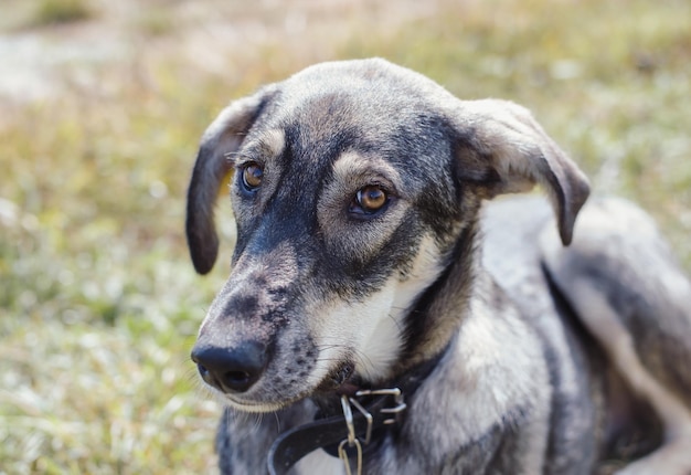 Un beau chien de rue gris aux yeux tristes. Adorable chien sans race. Le regard fidèle et loyal o