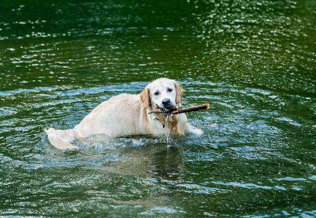 Beau chien s'amusant dans la rivière