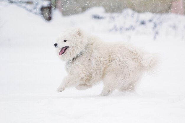 Un beau chien samoyed courant dans la neige