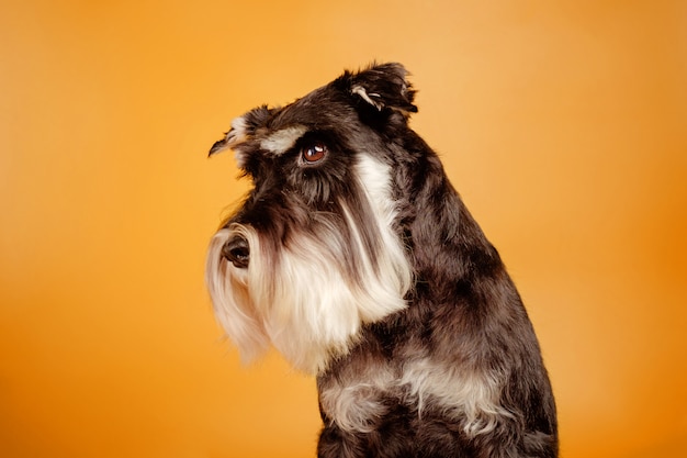 Beau chien schnauzer miniature sur mur orange