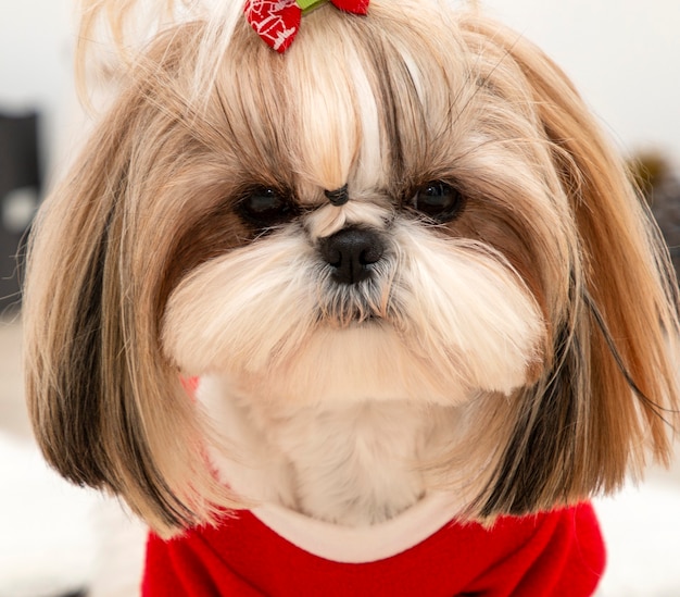 Un beau chien Shih Tzu portant un pull de Noël rouge