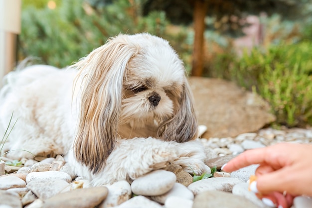 Le beau chien Shih Tzu regarde avec intérêt la main humaine. photo de haute qualité