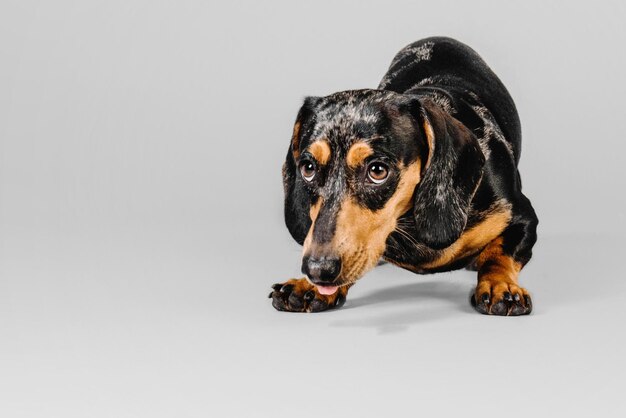 Beau chien teckel en marbre sur fond gris