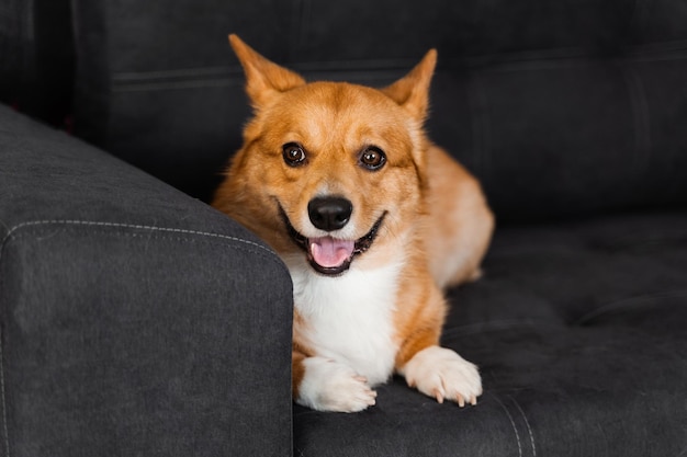 Beau chien Welsh Corgi Pembroke assis sur le canapé à la maison