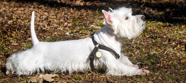 Beau chien West Highland White Terrier bouchent portrait de profil sur la nature