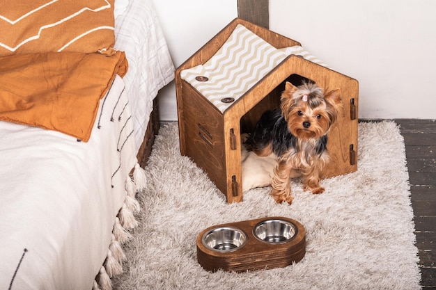 Beau chien Yorkshire Terrier jette un coup d'œil hors de sa belle maison d'animaux