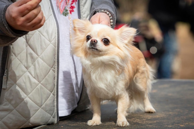 Un beau chihuahua pose avec une femelle.