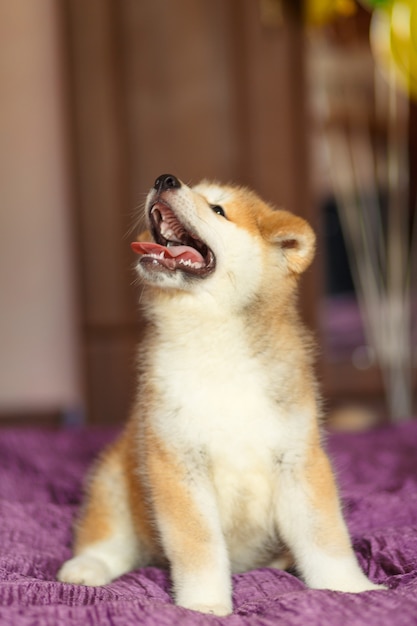 Beau chiot akita inu