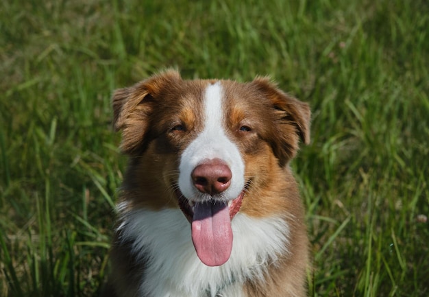 Un beau chiot australien de couleur chocolat pose dans le parc d'été