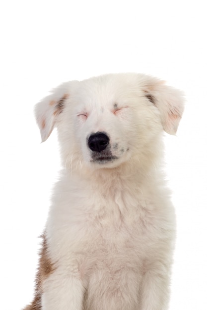 Beau chiot aux cheveux blancs isolé