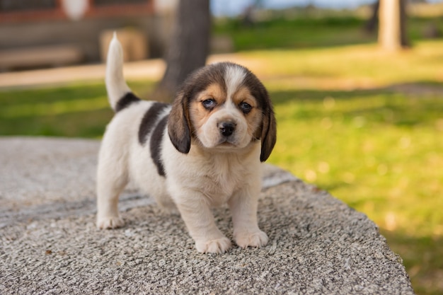 Beau chiot Beagle dans le jardin