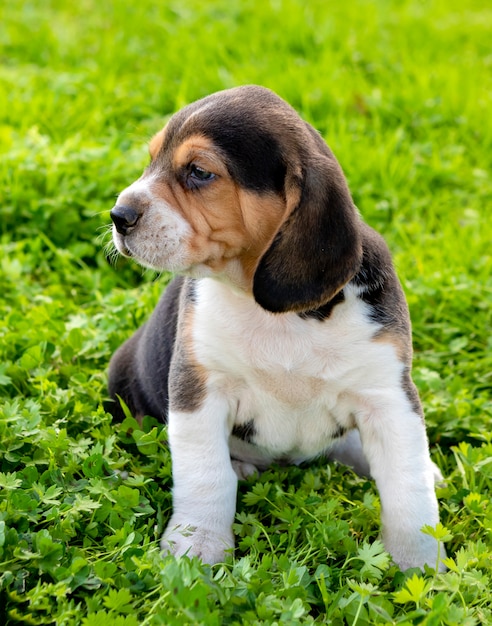 Beau chiot Beagle sur l&#39;herbe verte