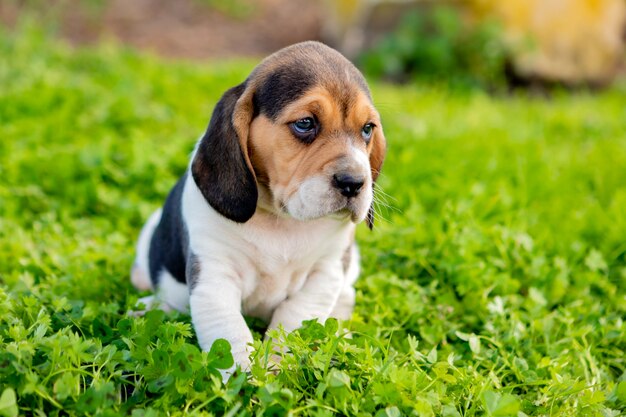 Beau chiot Beagle sur l&#39;herbe verte