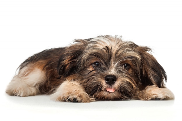 Un beau chiot bichon havanais au chocolat noir