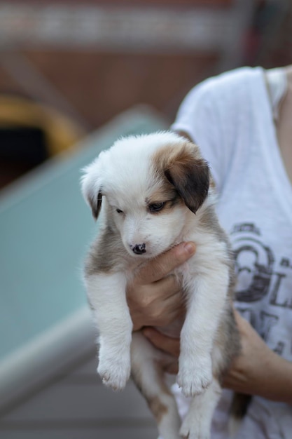 Un beau chiot border collie tricolore Dans les bras d'une femme