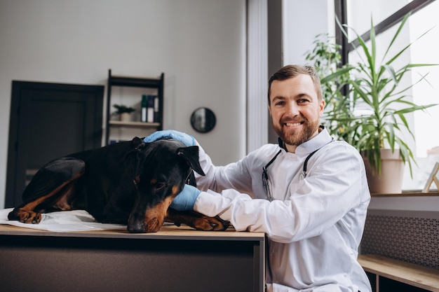 Beau chiot doberman allongé sur une table vétérinaire et reçoit une perfusion Vétérinaire tenant une ligne de perfusion attachée à la jambe du chien DOF court et mise au point sélective sur la main vétérinaire et l'aiguille de perfusion