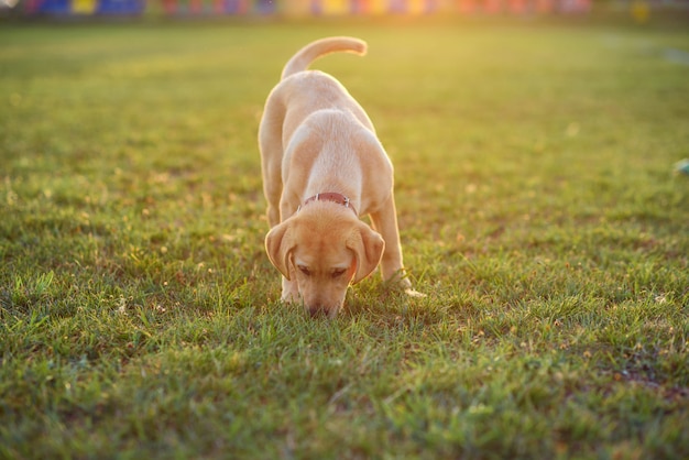 Beau chiot Labrador jouant sur la pelouse au coucher ou au lever du soleil