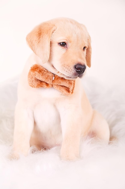 Beau chiot labrador retriever crème sur fond blanc portant un collier de chien bleu