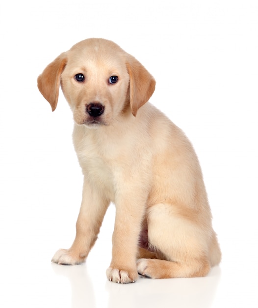 Beau chiot Labrador retriever isolé sur fond blanc