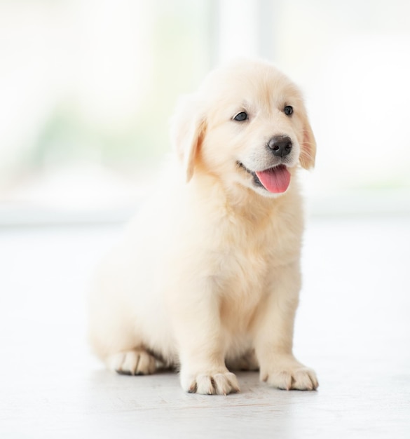 Beau chiot retriever