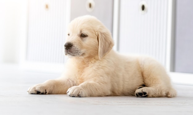 Beau chiot retriever