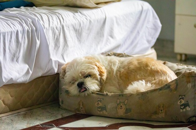 Beau chiot de shih tzu dans une mise au point sélective