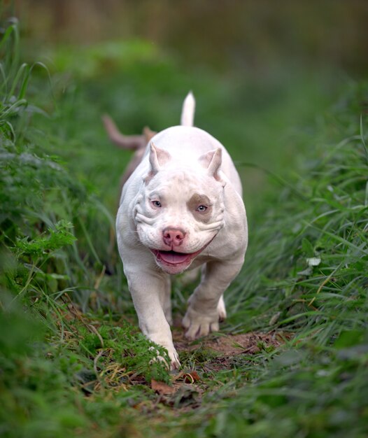 Beau chiot taureau américain dans le parc